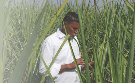 Chasing peak sugar: India’s sugar cane farmers use AI to maximize crops